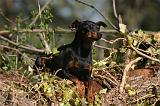 PINSCHER NAIN 147